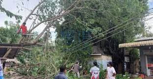 暹粒遭遇强风雨，树木被吹倒致道路无法通行！